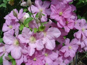 Клематис_Comtesse de bouchaud