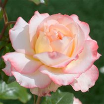 ЧГ Pierre Tchernia