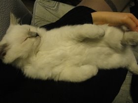 Фото прислала любящая хозяйка Виктория из Москвы