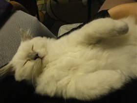 Какая щерстка! Какая грация!