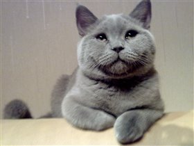 Эдди - теперь Шихан (4 месяца)