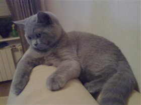 Фото прислала любящая хозяйка Лилия из Москвы