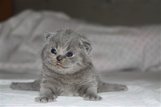 Эксклюзив!!! Редкие линии!!!