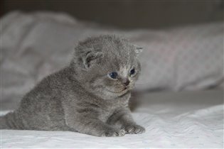 Суперкотенок!!! 8-916-232-00-31 Екатерина