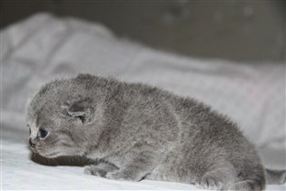 Шоу-класс. Папа котенка не метит