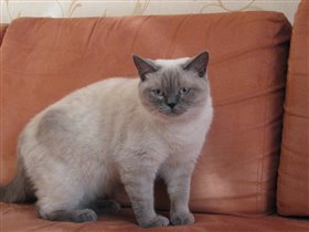 Моя любимая кошка -Бонни(очень ласковая и игривая)