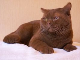 Папа котенка - очень редкого окраса циннамон. 