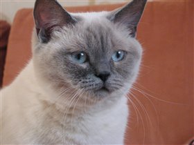 Глаза как два аквамарина