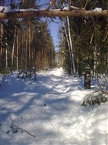 Зимний лес.