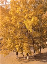 Листья желтые.... Над городом кружатся...
