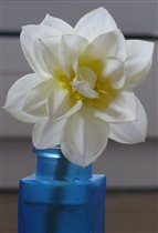 Нарцисс DOUBLE MANLY, орг. Helen_sun