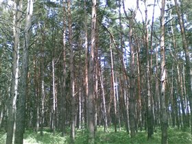 лес!