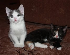 Белосерая котодевочка нашла свой новый дом!