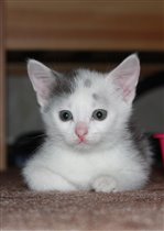 Белая красоточка!