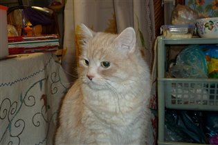 Солнышко мое