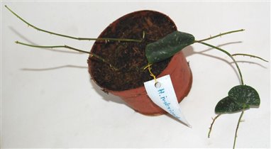 Hoya imbricata variety basisubcordata