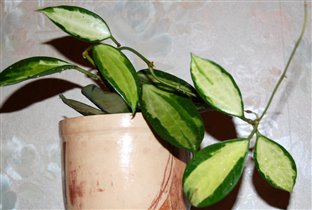 Hoya macrophylla cv. variegated Pot of Gold