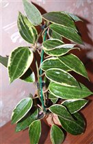 Hoya macrophylla cv. variegated