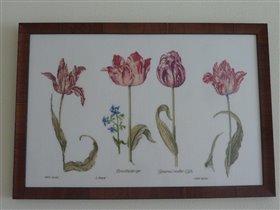 Tulips, Thea Gouverneur
