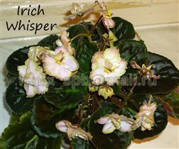 Irich Whisper