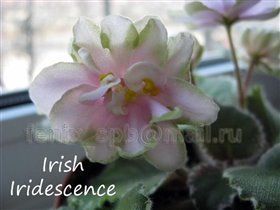 Irish Iridescence