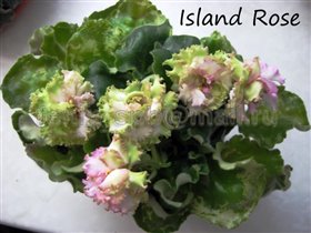 Island Rose