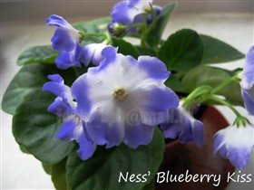 Ness’ Blueberry Kiss
