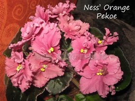 Ness’ Orange Pekoe