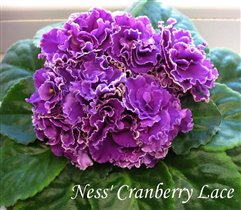 Ness' Cranberry Lace, Детка - 50 руб.