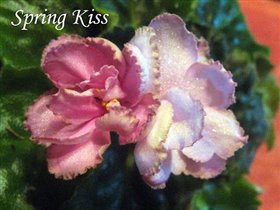Spring Kiss, Укорен.лист с детками - 50 руб.
