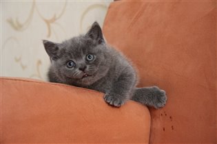 Очень общительный, игривый, ласковый котенок