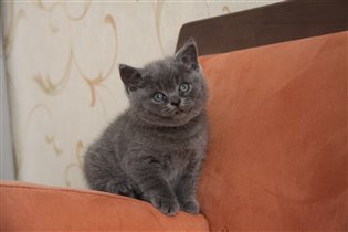 Котенок обрел любящего хозяина Руслана г. Москва