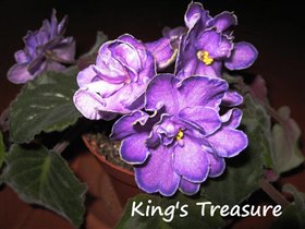 King's Treasure, молодая розетка - 180 руб.