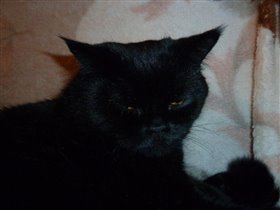 Мой обожаемый Пантеррр...Мой котя Максик)))).