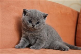 Вот какая у нас набивная шерстка