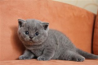 Муж называет мылыша - Шарпейчиком