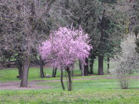 Магнолия в цвету!
