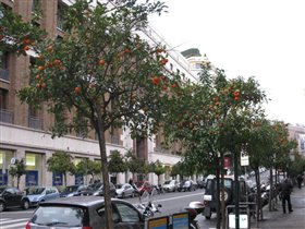 Мандариновая улица в Риме)