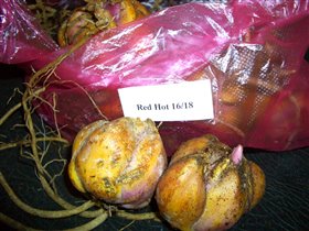 Состояние лилий на 03.03 2011