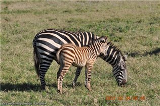 Зебры в саванне, Танзания