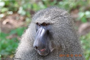 бабуин