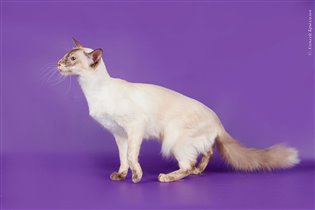 балийская кошка или балинез