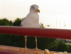 Чайка на балконе