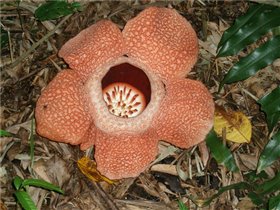 Раффлезия, цветок-эндемик острова Борнео