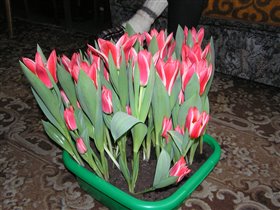 Тюльпаны Ботанический Пиноккио