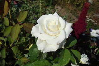 Белая роза 2 ближе