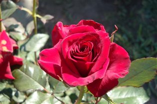Крассная роза