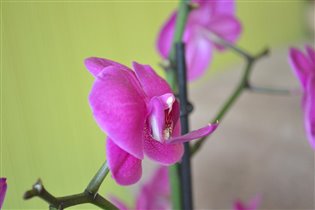 орхидея!!!!!