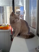 Красавец - мужчина (7 месяцев)