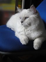 Британский Сфинкс